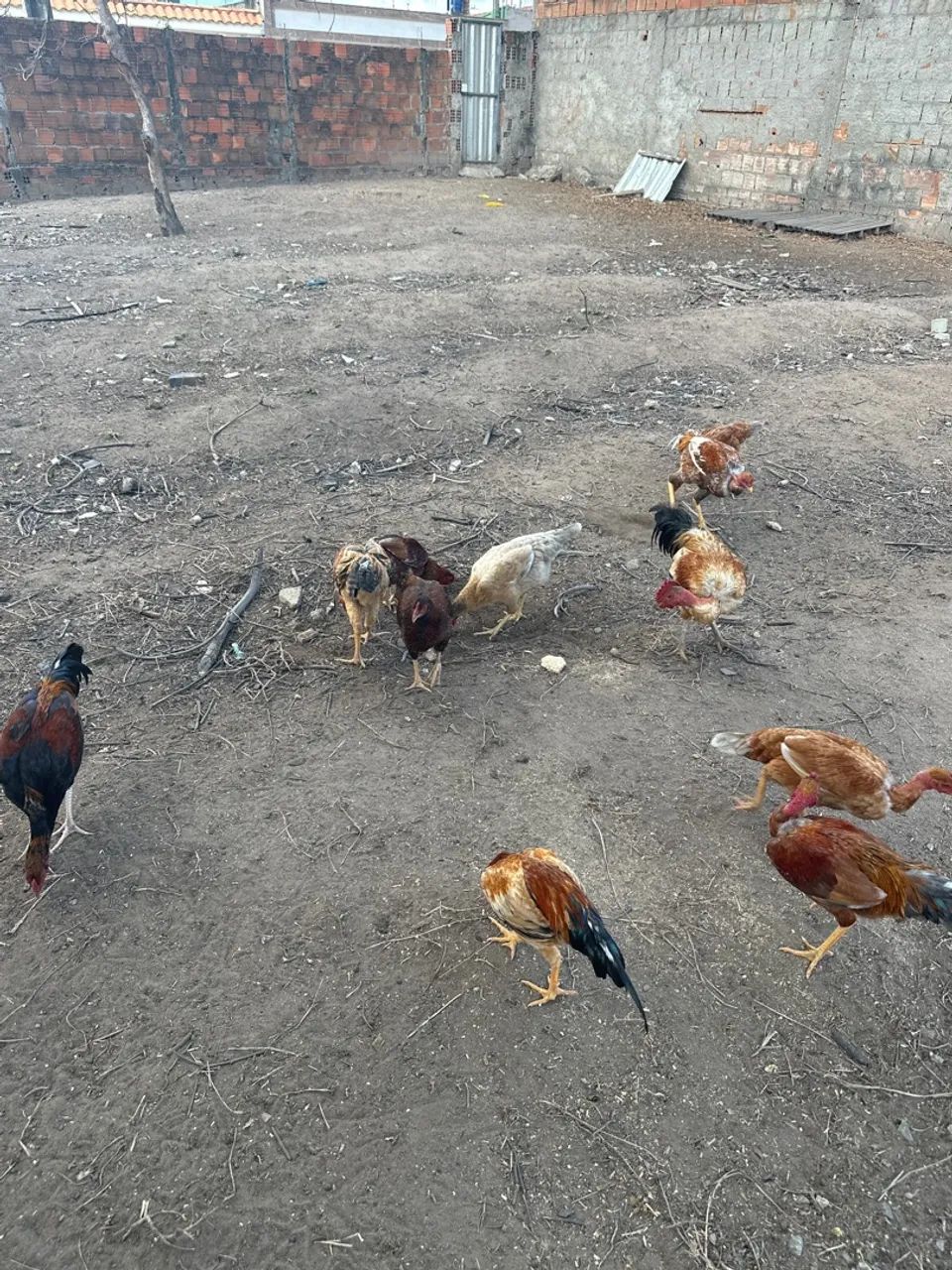 Frangos a venda - Foto 2