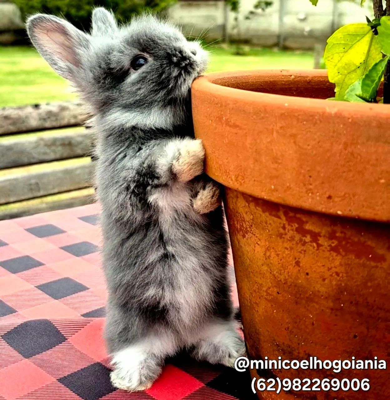 Mini Coelho Anão Lionhead Olhos Azuis - Filhotes Muito Lindos em Goiânia