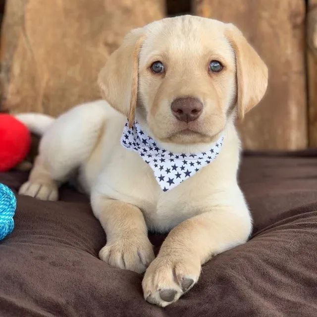 Labrador alegre