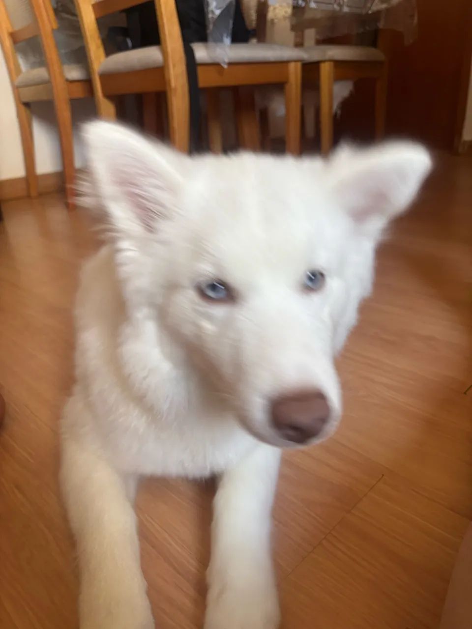 Husky siberiano 
