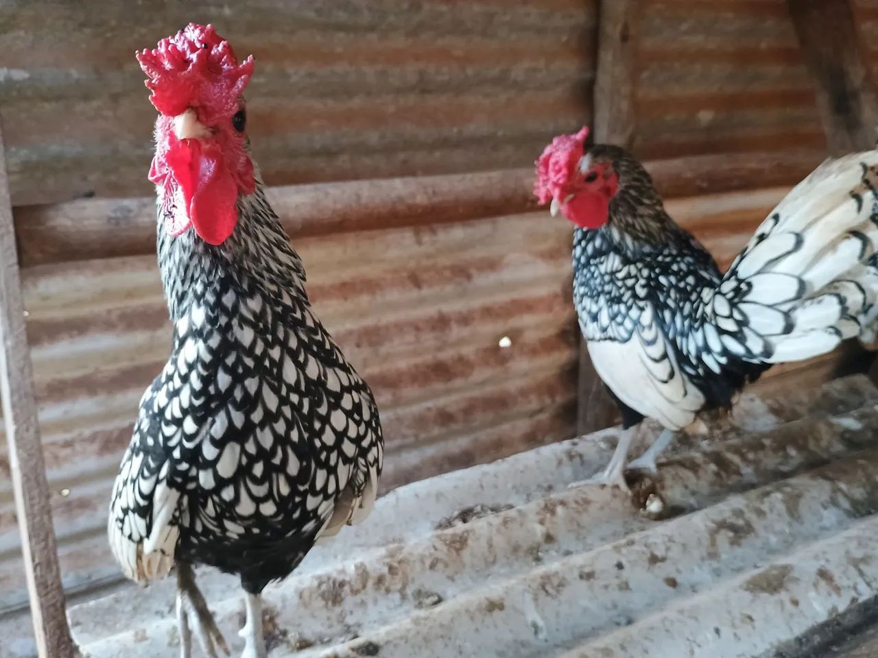 Vendo garnizé - Foto 2