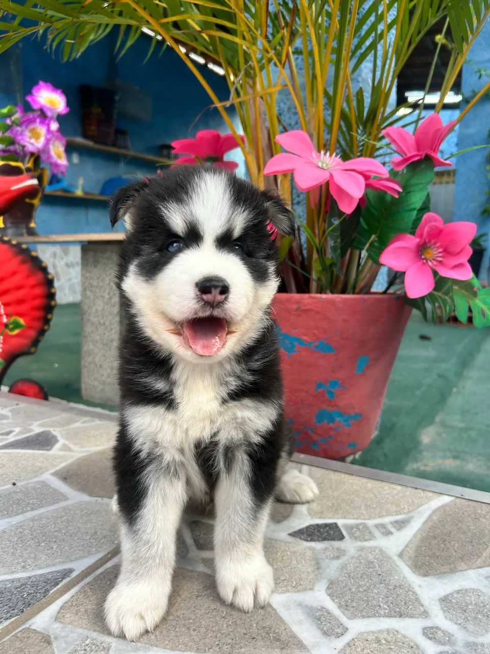 Husky siberiano  - Foto 5