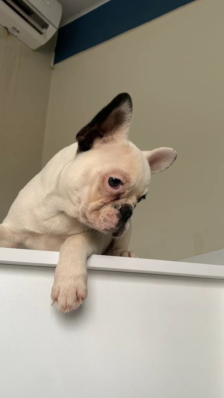 Cachorro  - Foto 2