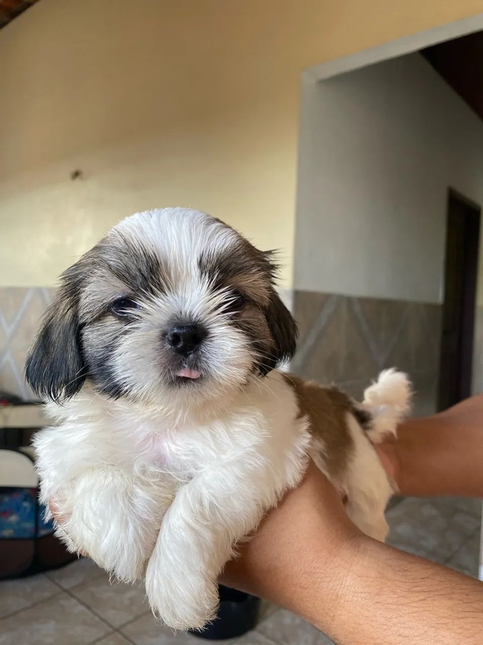 Vendo cachorro Lhasa Apso
