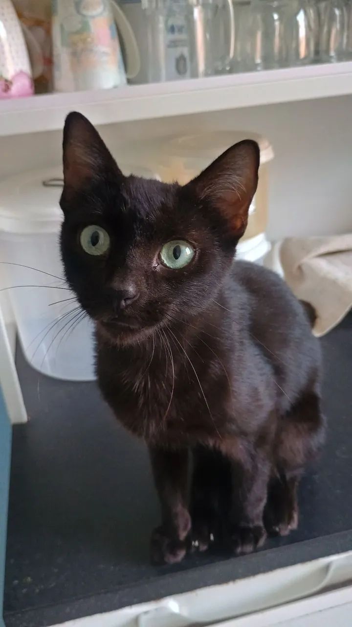 Gato para doação 