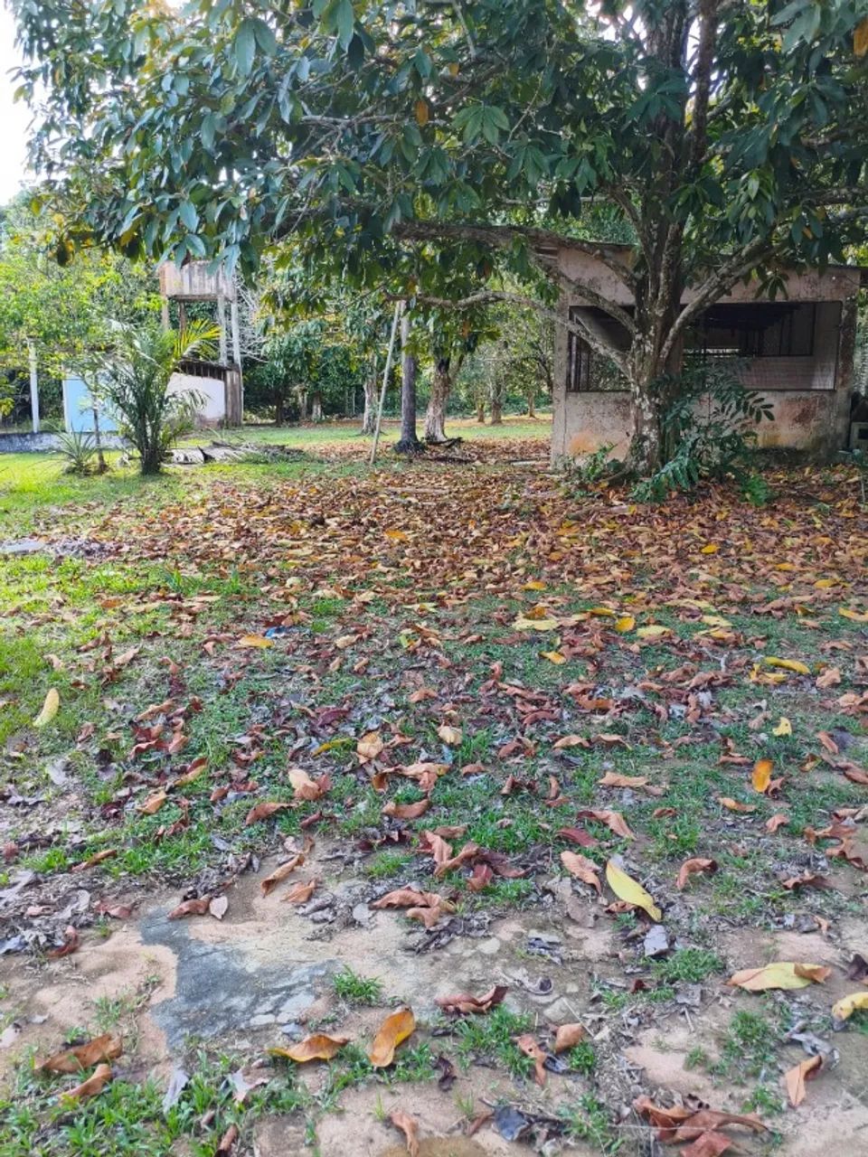 Foto - Novo Airão - 