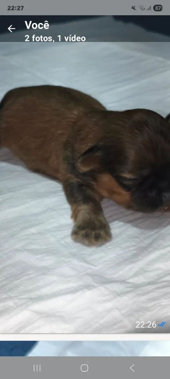 filhote de SHih TZU - Foto 2