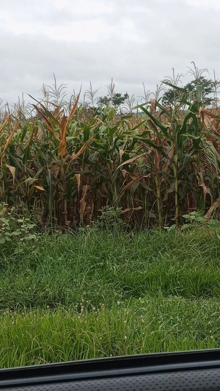 Silagem de milho ? ?  - Foto 4