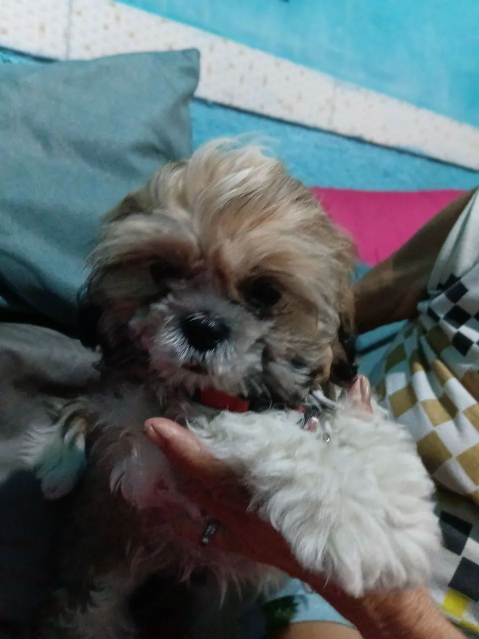 Shih tzu macho - Foto 3