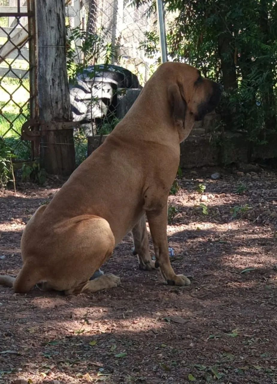 FILA BRASILEIRO COM PEDIGREE - Foto 5