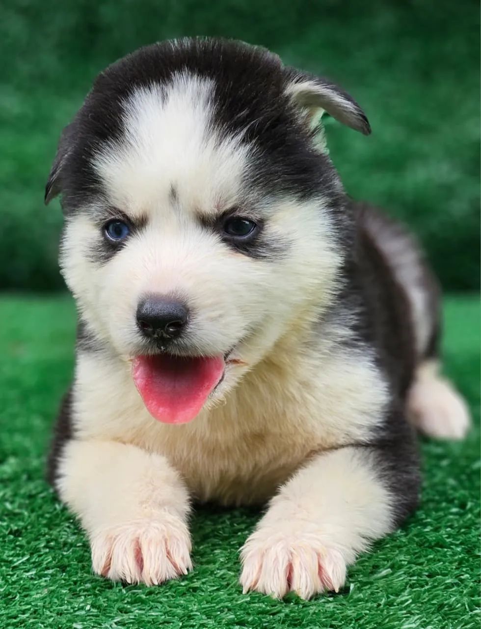 Husky siberiano  - Foto 2
