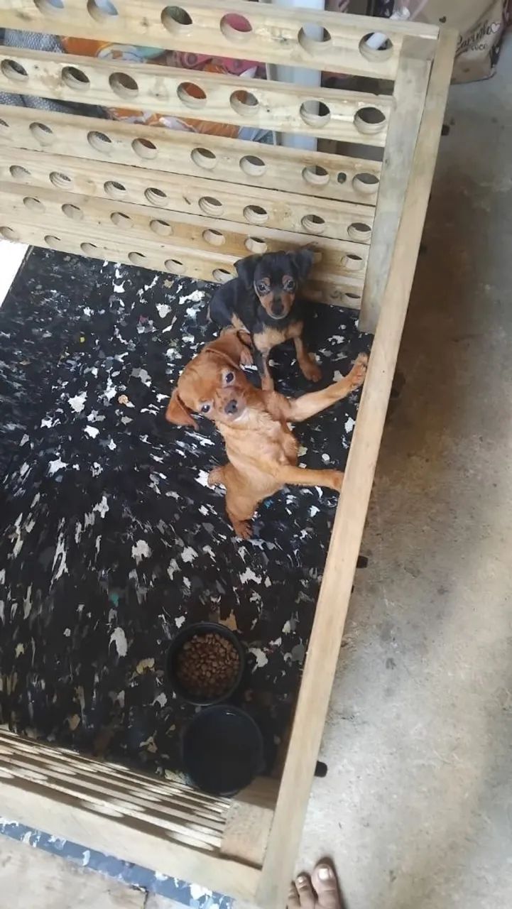 Cachorro piche 