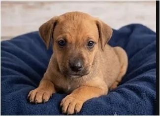 Lindos filhotes para adoção  - Foto 5