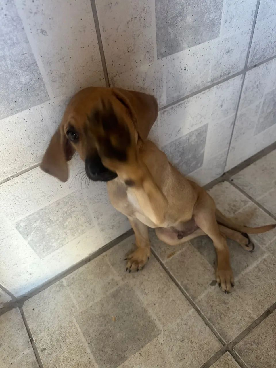Doação 2 meses - Foto 3