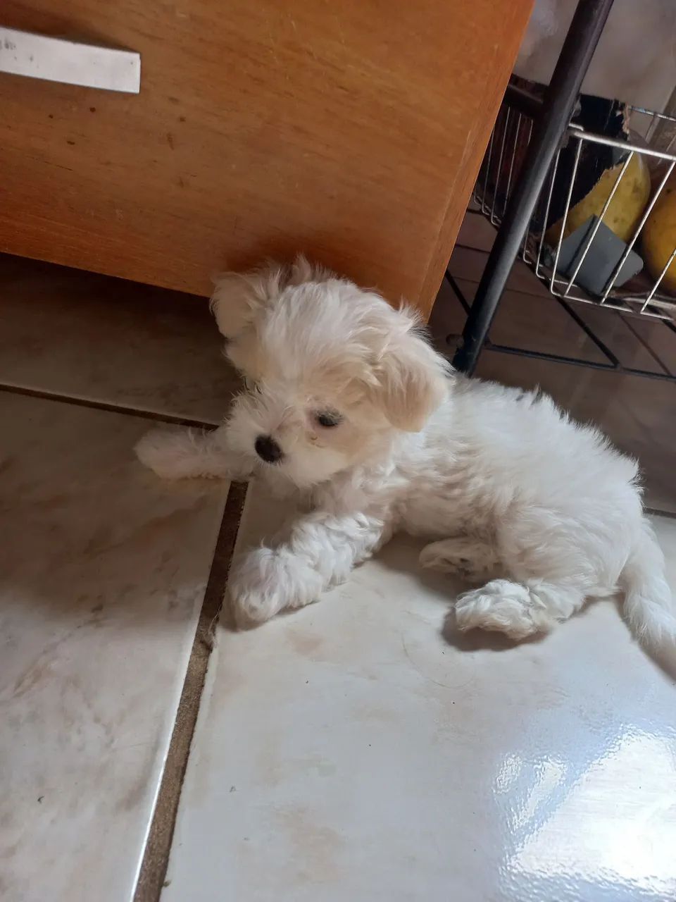 Vendo filhotes de cachorro da raça maltês puro quando adultos pesa so 3 kg eles são muito  - Foto 2