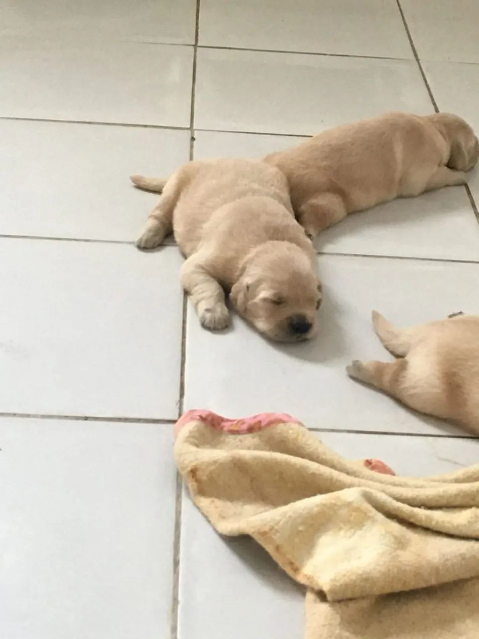 Golden retriever - Foto 2