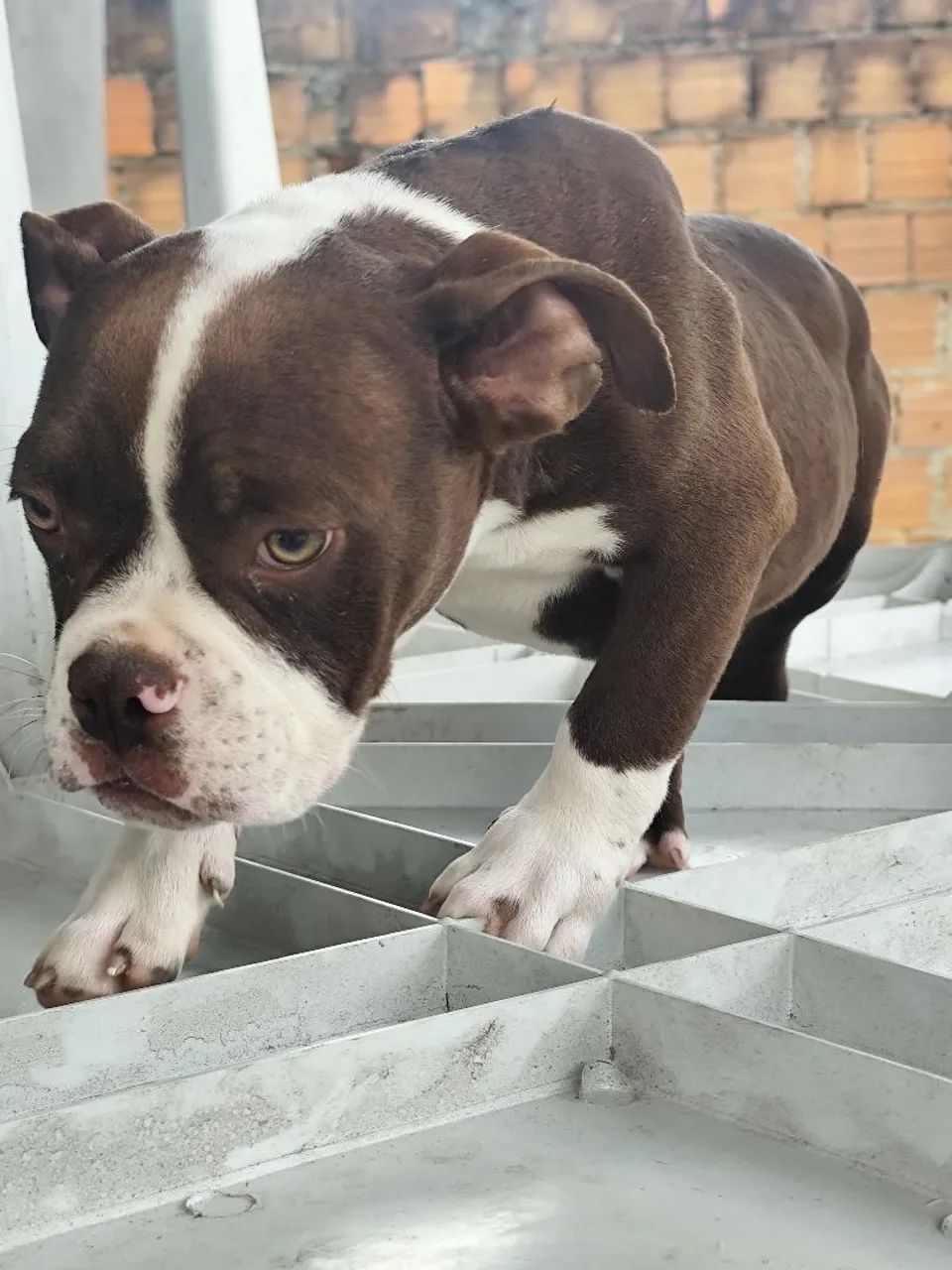 American Bully - Foto 5