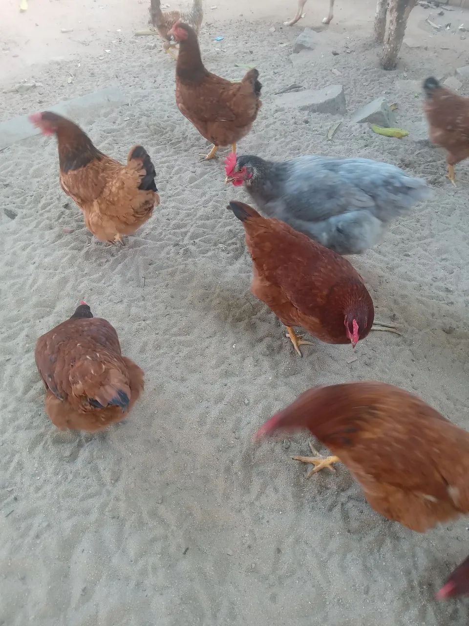 Ovos Caipira  - Foto 4
