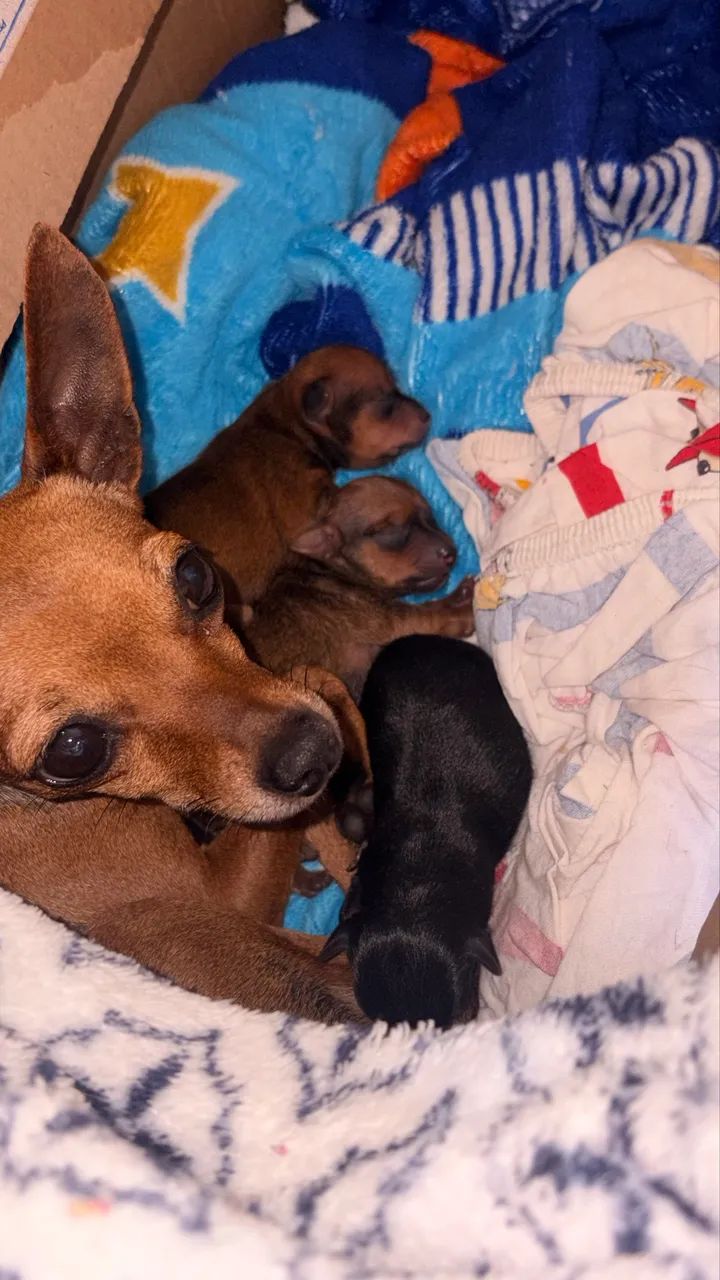 Pinscher 1  - Foto 4