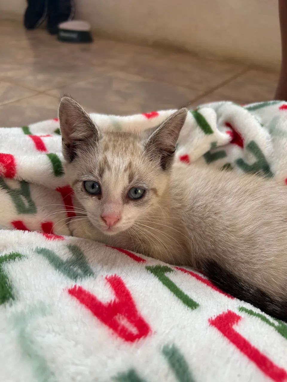 DOAÇÃO DE GATOS - Foto 2