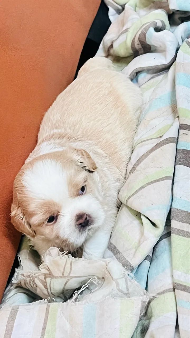 Cachorro Shitszu 