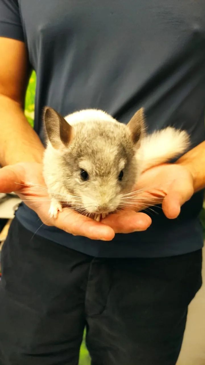 Chinchila macho filhote - Foto 3