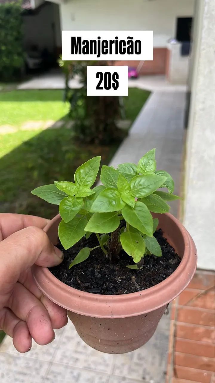 Plantas medicinais 