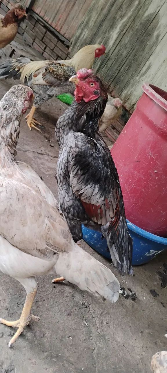 Vendo mais de 20 cabeças de galinha e galos indianos crista bola e crista normal - Foto 5