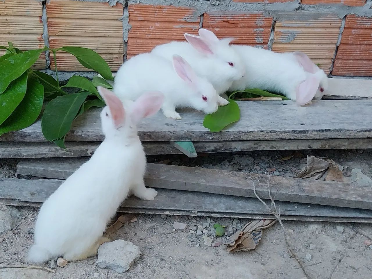 Coelhos - Foto 2