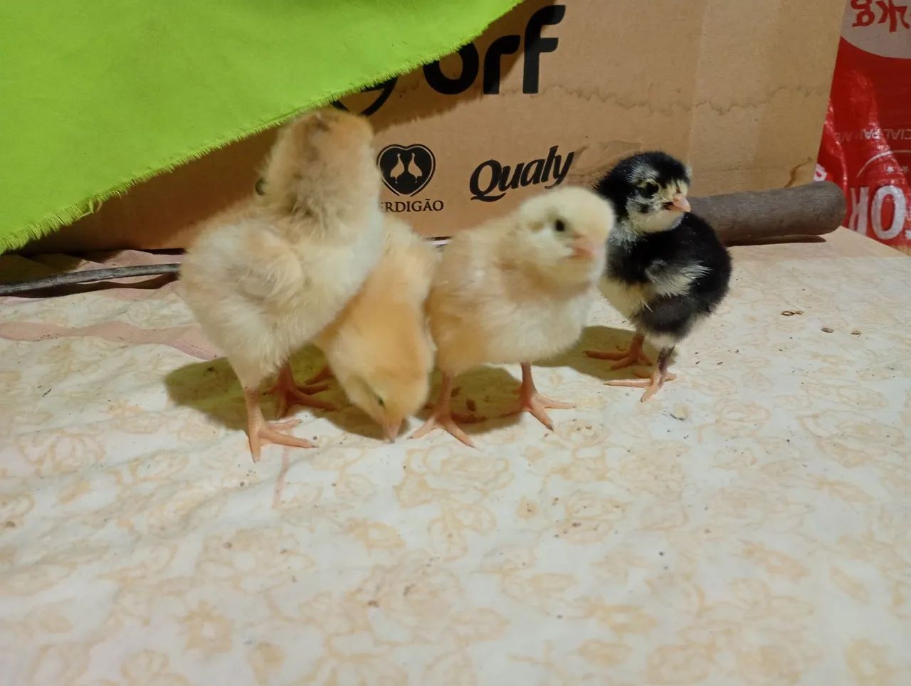 Pintinhos gsb balão disponível  - Foto 6