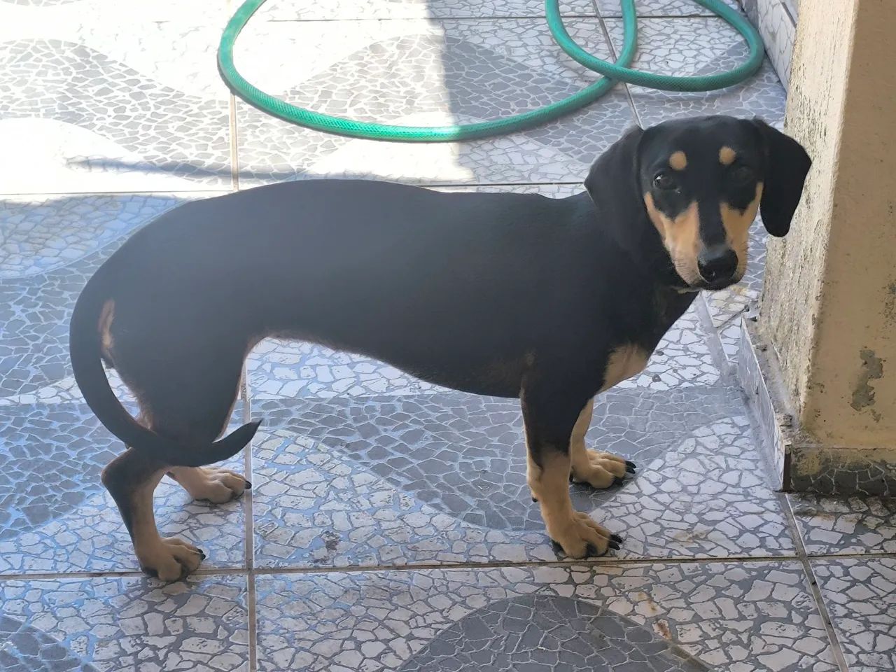 Filhote salsicha  - Foto 2