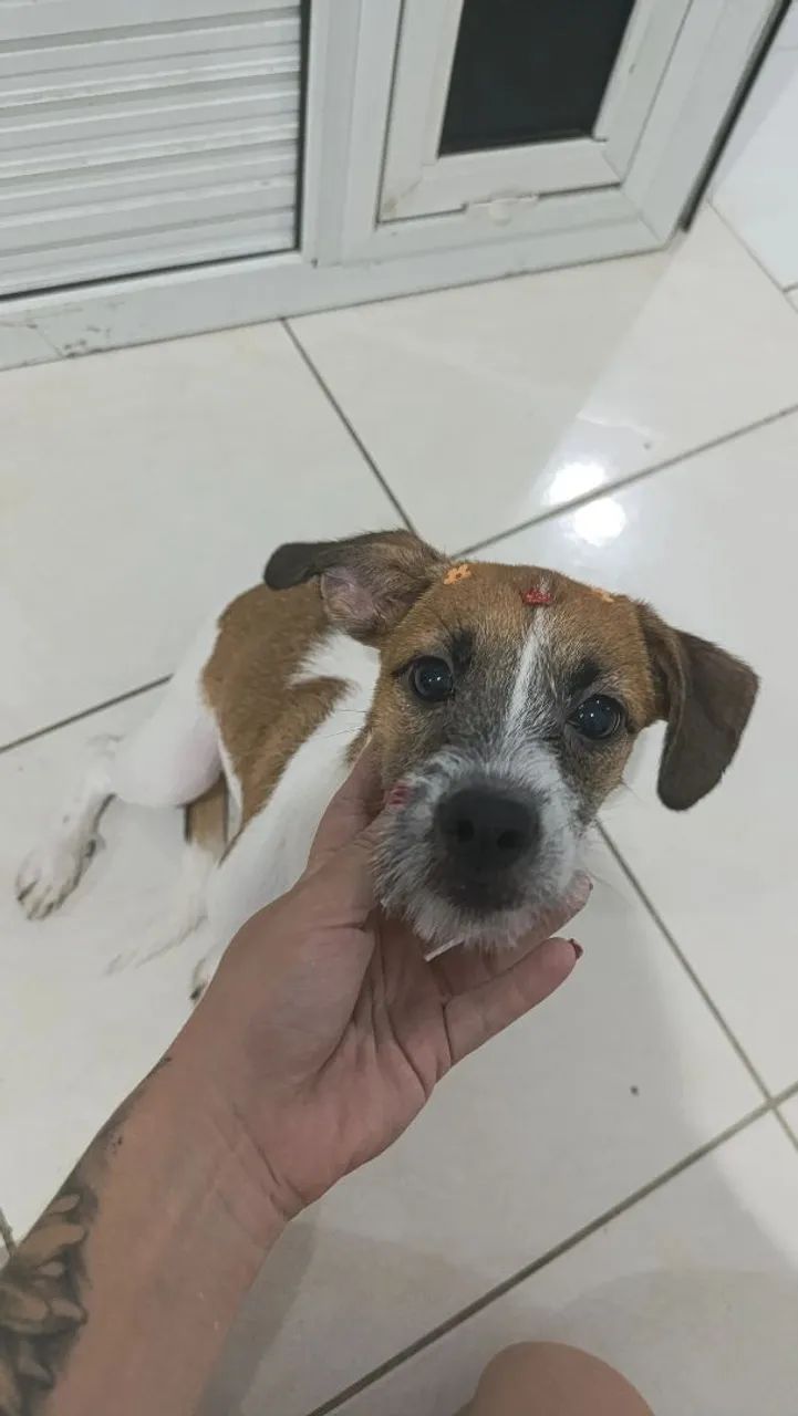 Doação de cachorro - Foto 3