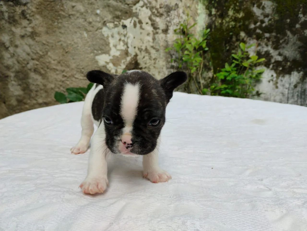 Bulldog francês 