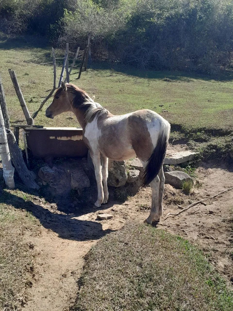 Pouda filha de manga larga registrado * 