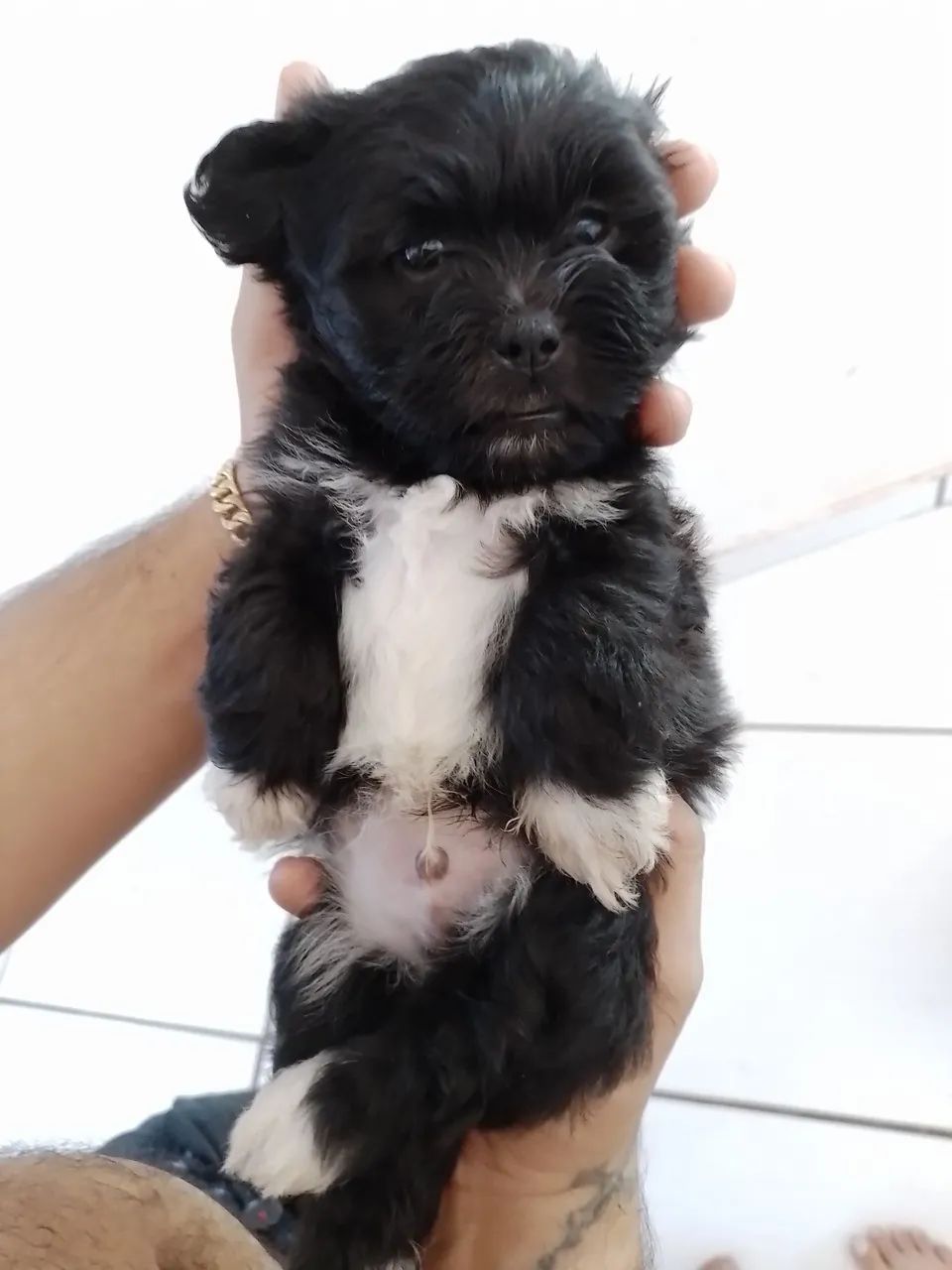Vendo lhasa Apso  - Foto 2