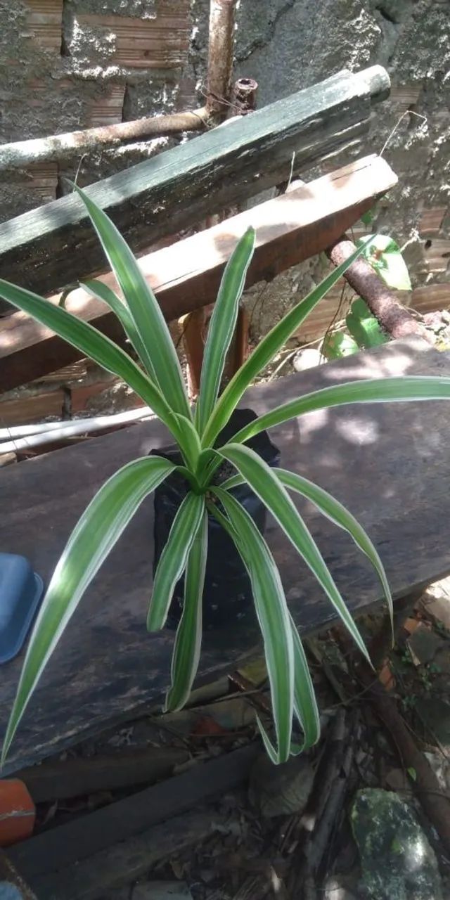 clorofito