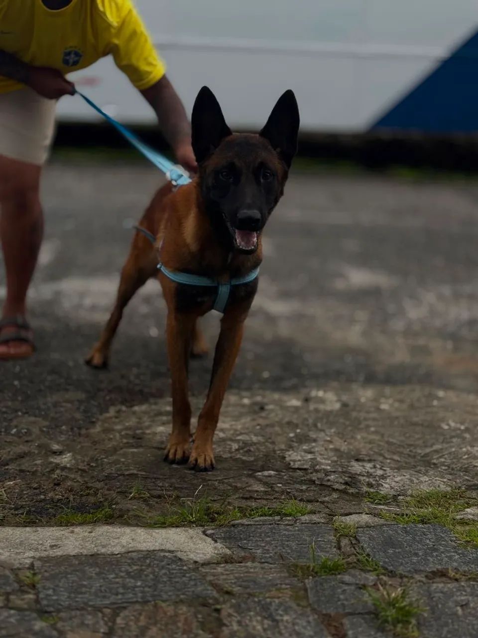 Pastor de Malinois  - Foto 3