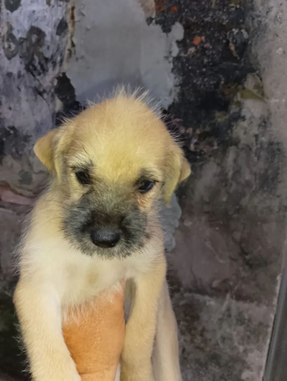 Doa-se cachorrinho  - Foto 3