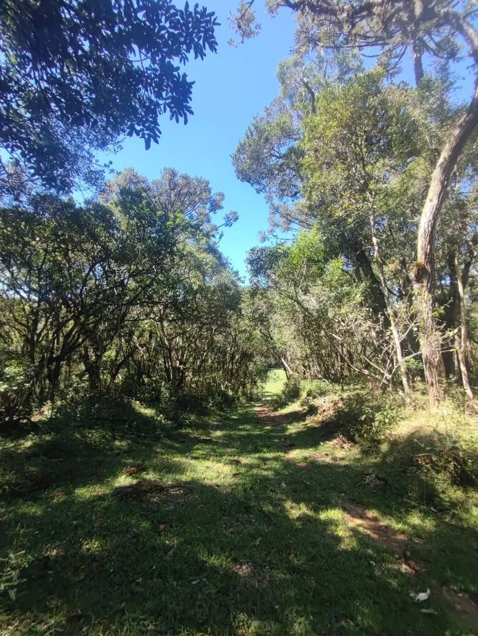 Vendo 1 alqueire pra formar Chácara/Sítio  - Foto 5