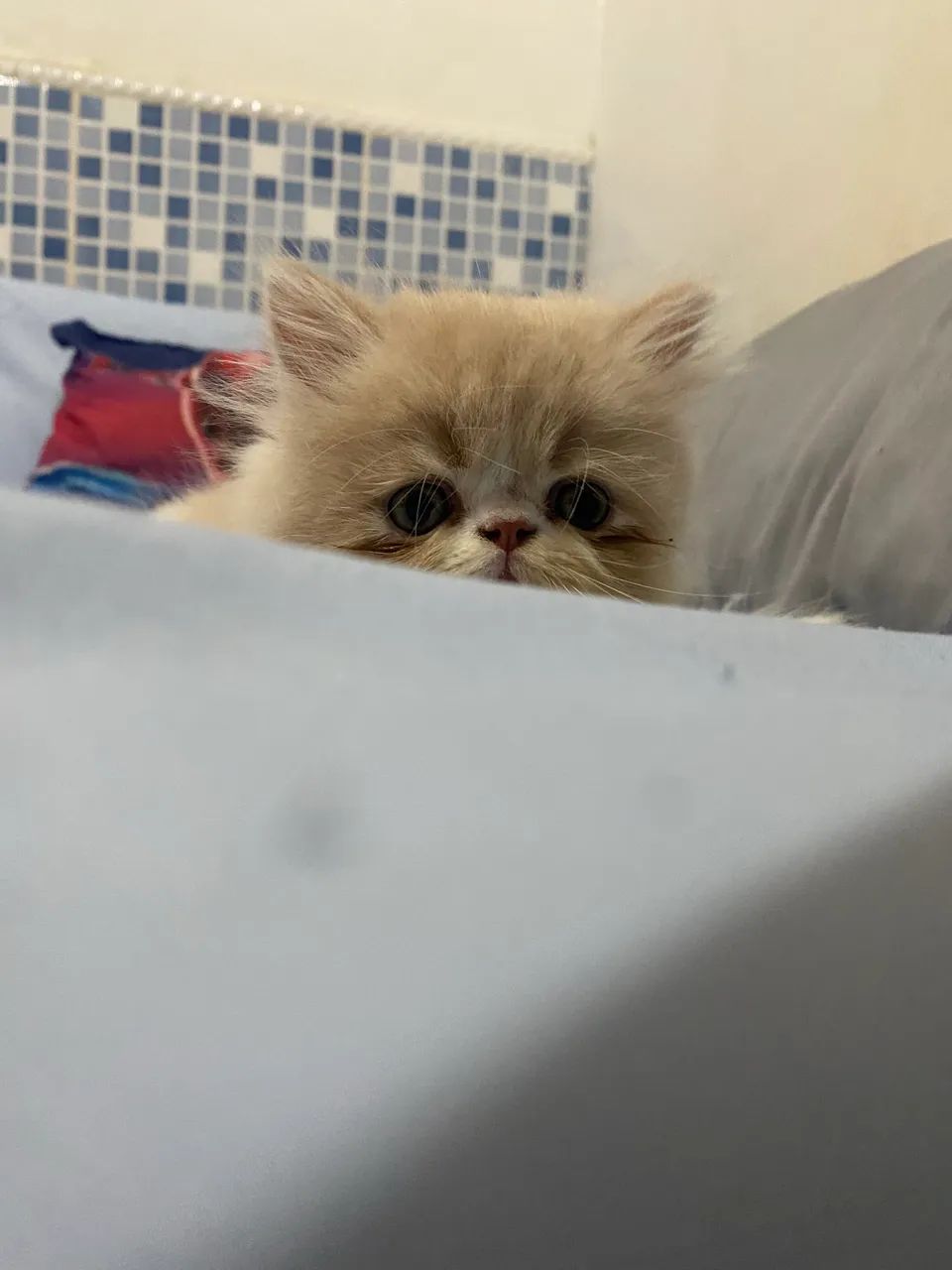 Gato persa - Foto 5