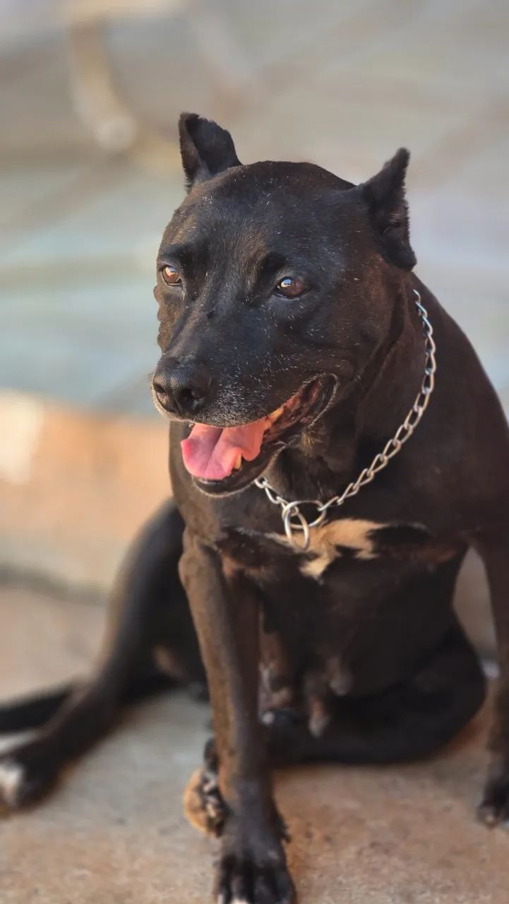 Filhote de Pit Bull  - Foto 5