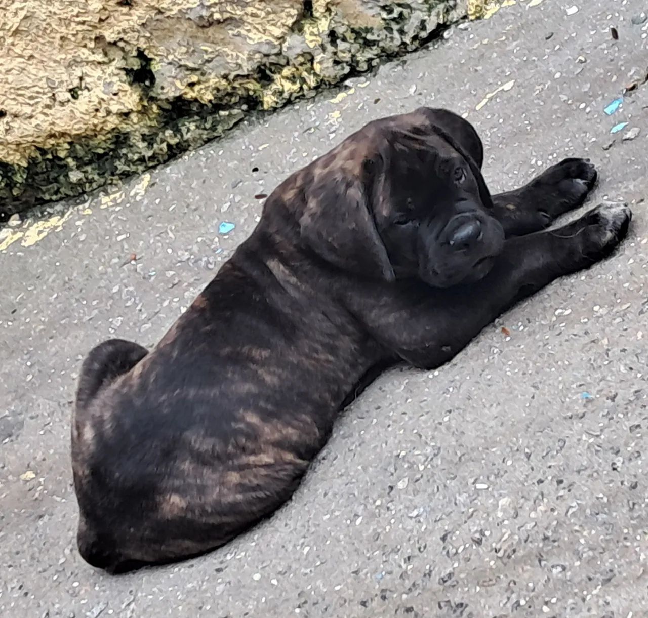 Cane corso filhotes