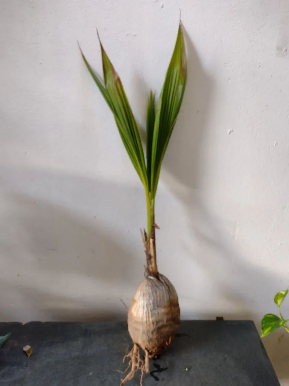 Coqueiro anão  - Foto 5