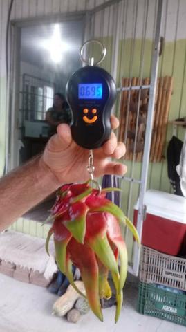 Mudas de pitaya branca - Foto 3