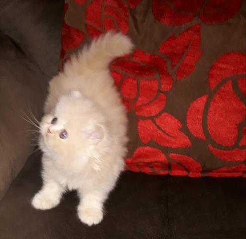 Gatinhos Persa - Foto 5