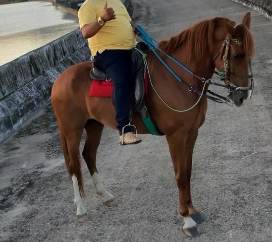 Cavalo de passeio
