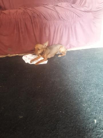 Vende se uma pinscher 1 - Foto 2