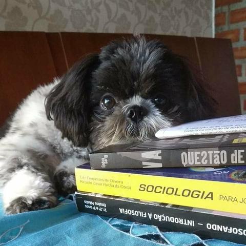 Filhotinhos de Shitzu com Pedigree - Foto 3
