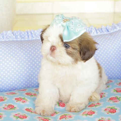 Shihtzu mini e micro padrão europeu - Foto 3