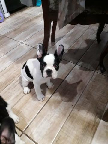 Filhote Macho de Bulldog Francês com 90 dias <3 Itapema SC - Foto 3